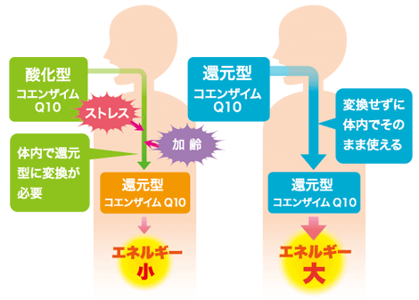 酸化型コエンザイムQ10、体内で還元型に変換が必要、ストレス、加齢、還元型コエンザイムQ10エネルギー小。還元型コエンザイムQ10、変換せずに体内でそのまま使える、還元型コエンザイムQ10エネルギー大